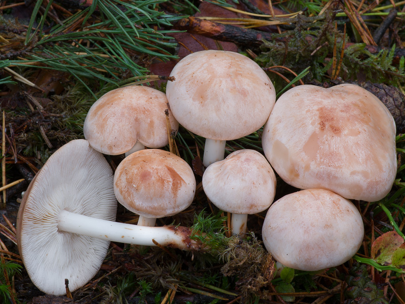 Rhodocollybia maculata